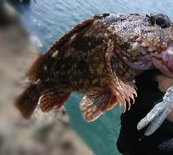 ロックフィッシュ釣行